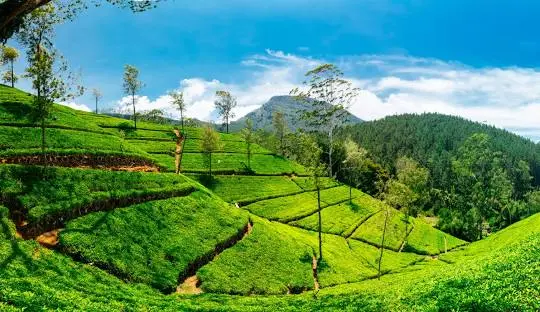 Day 10: Nuwara Eliya, Horton Plains Trek & Jeep Safari, Nuwara Eliya