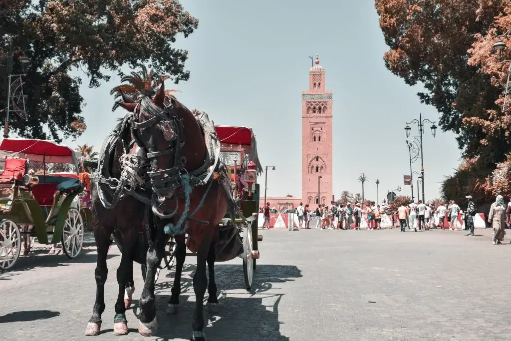 Day 8: Marrakech