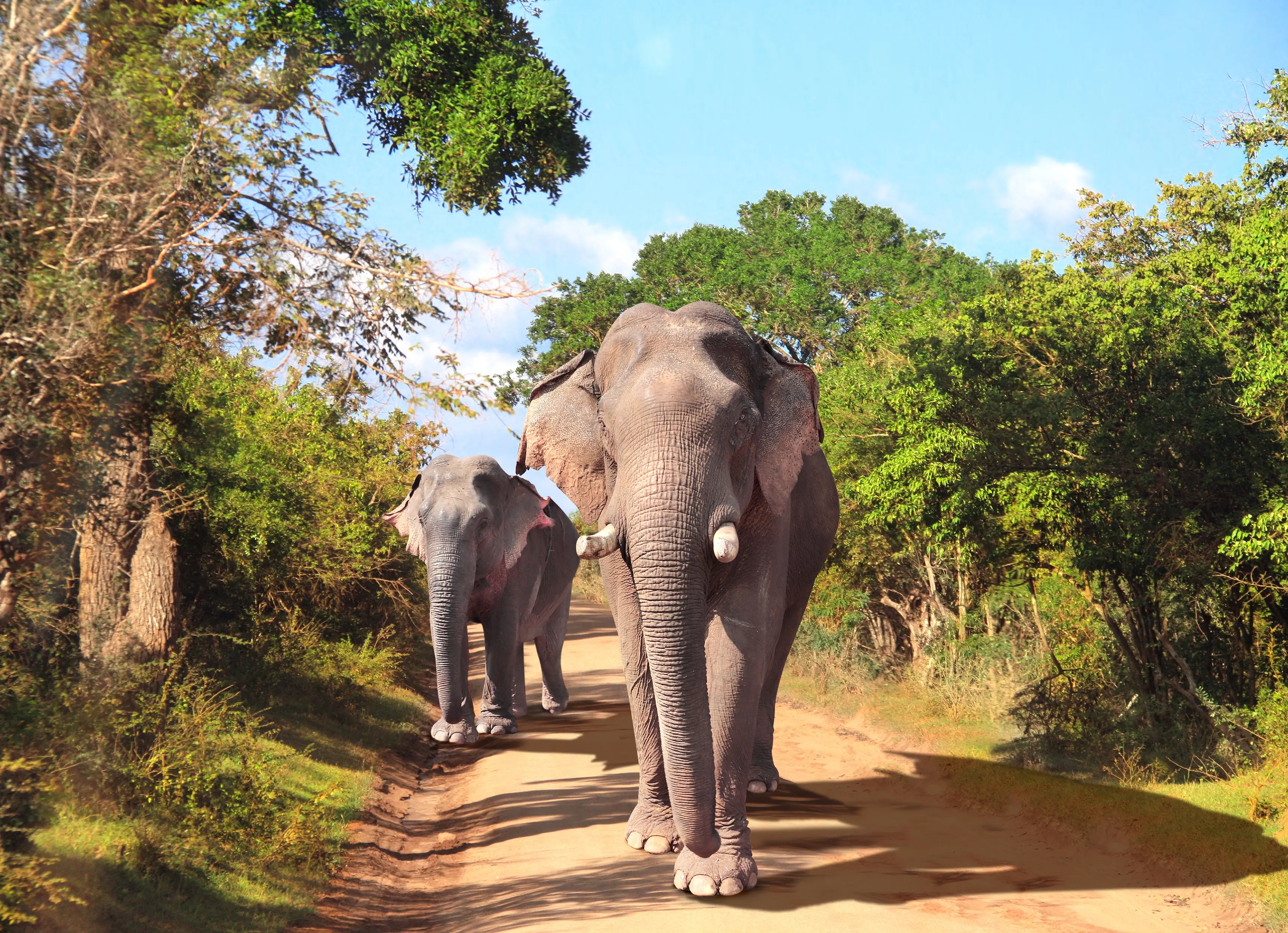 Day 9: Udawalawe, Yala