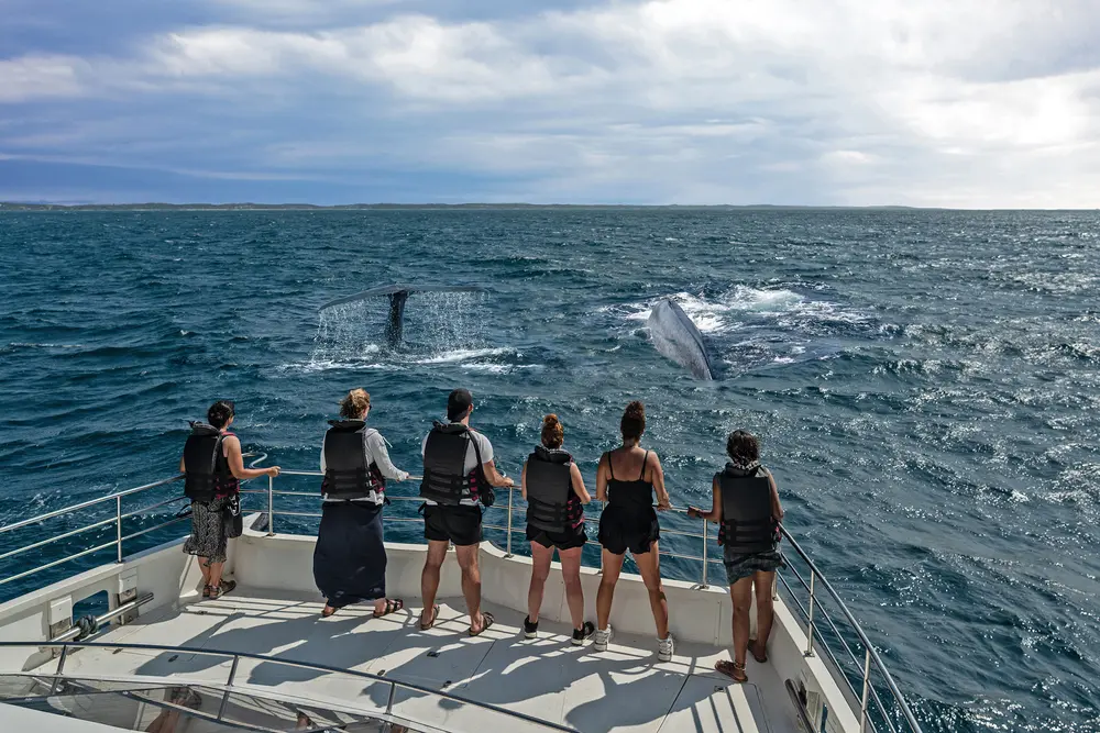 Day 16: Mirissa, Dolphin & Whale Watching Trip, Mirissa
